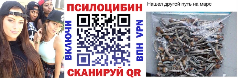 Купить  Кувшиново  Галлюциногенные грибы Psilocybine cubensis 